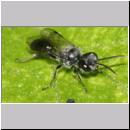 Pemphredon sp Grabwespe m01 9mm.jpg